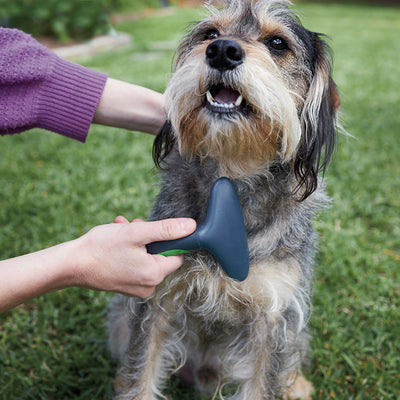 Dog Combs & Rakes