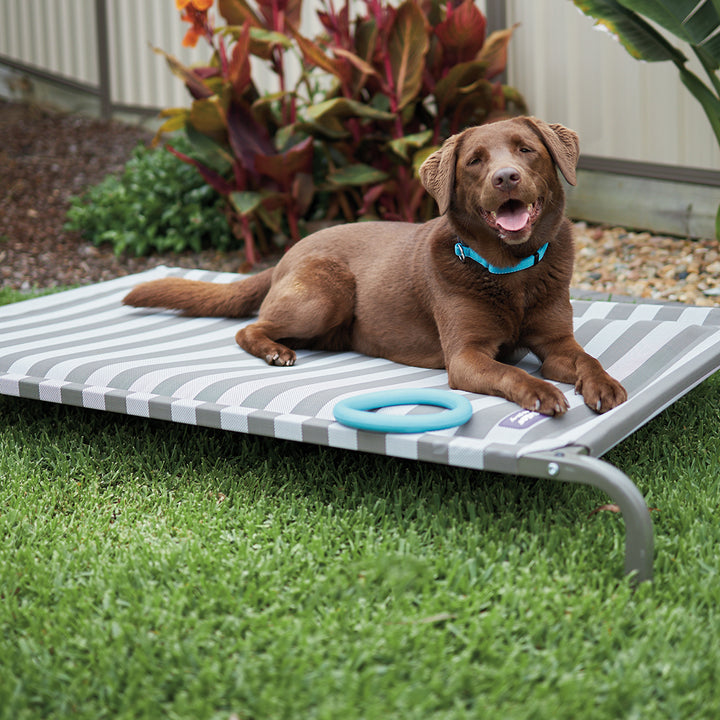 Dog Beds Australia’s best dog beds for ultimutt quality and comfort Kazoo Pet Co