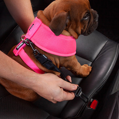 Dog Car Safety