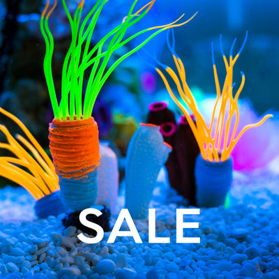 Fish Sale