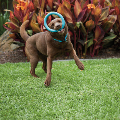 Dog Chew Toys