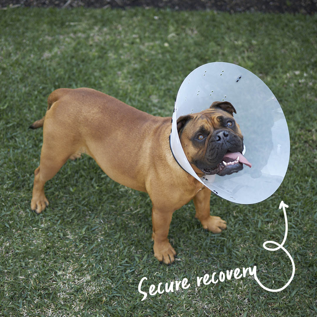 Recovery Collar - Clear