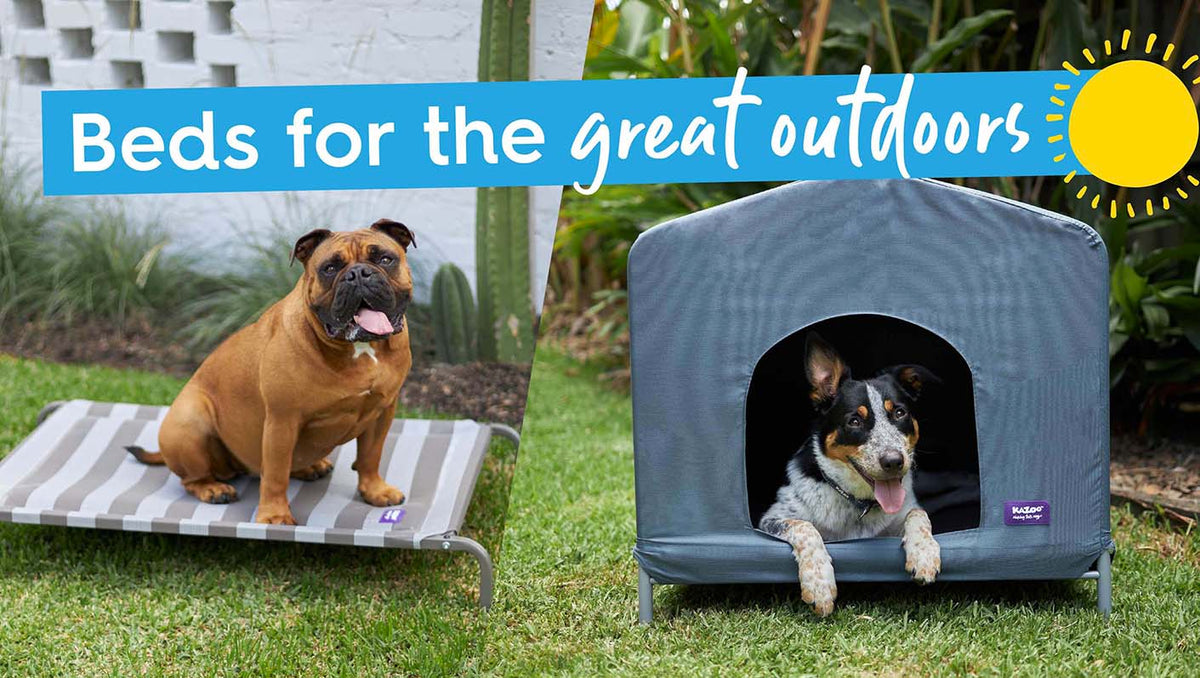 Kazoo Pet Co Making Tails Wag