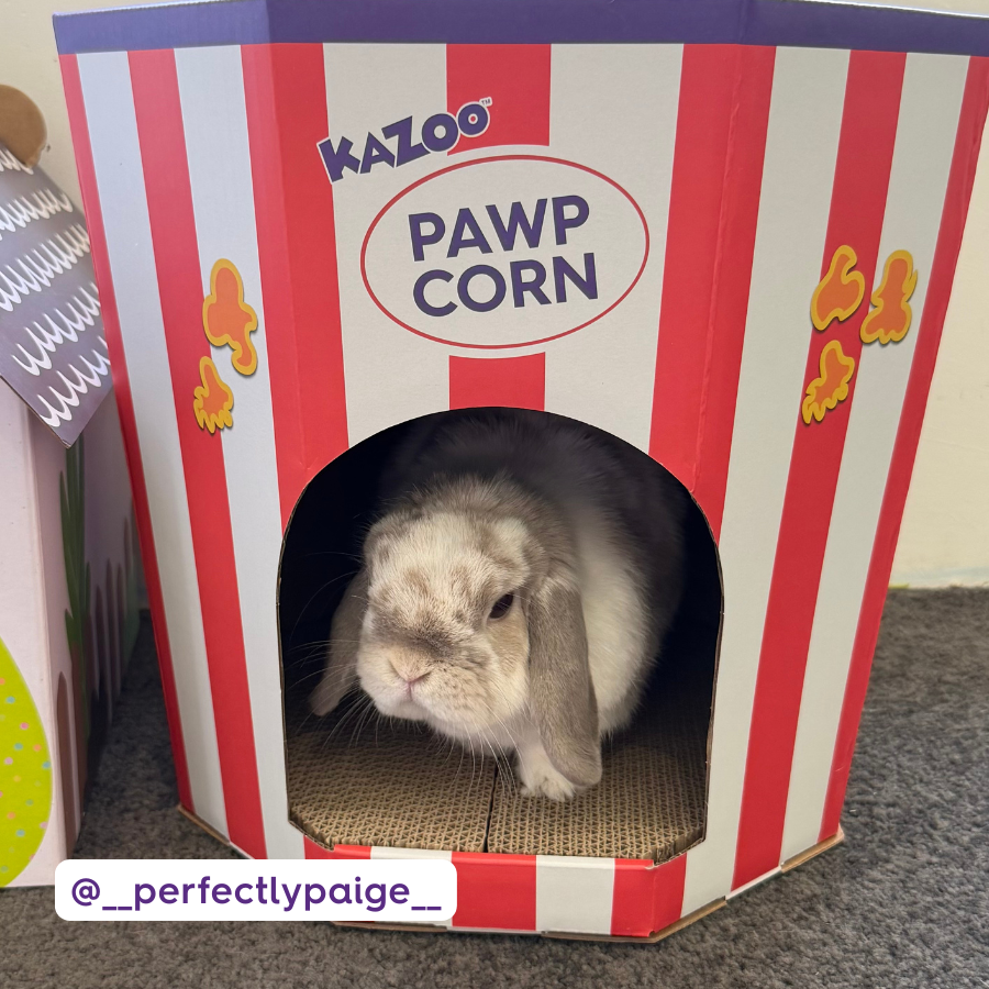 Kitty Popcorn Cardboard House