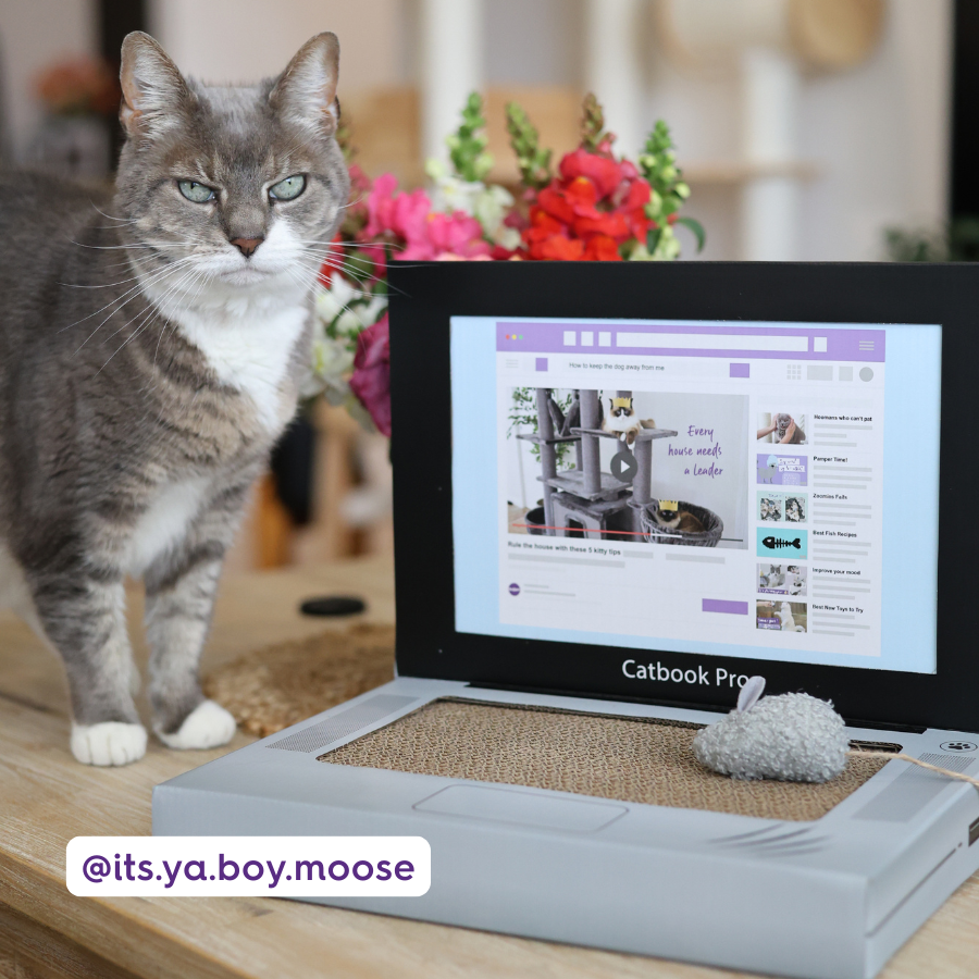 Catbook Pro - Cardboard Cat Laptop