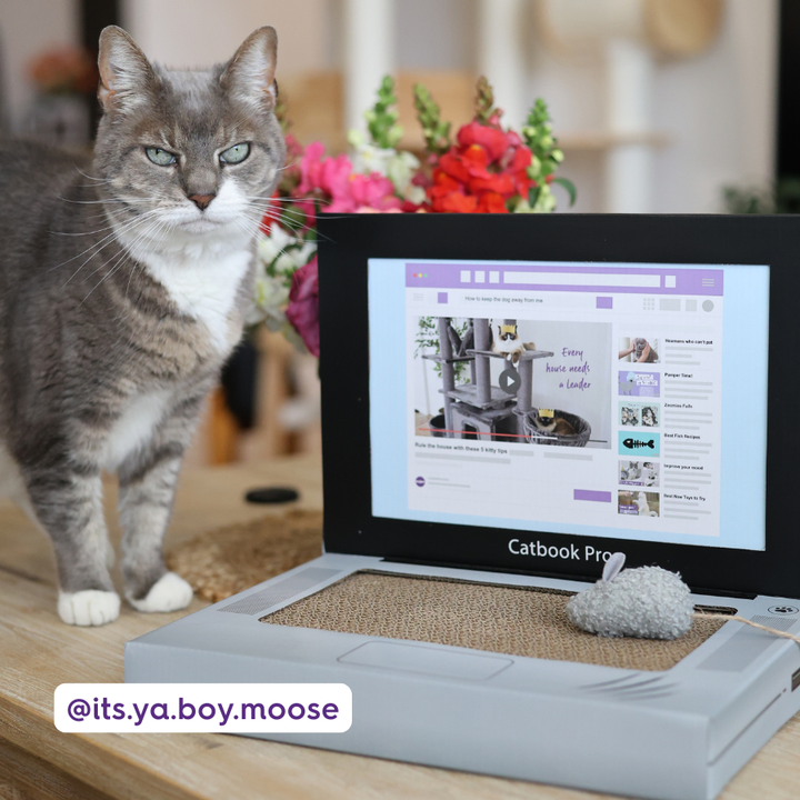 Catbook Pro - Cardboard Cat Laptop