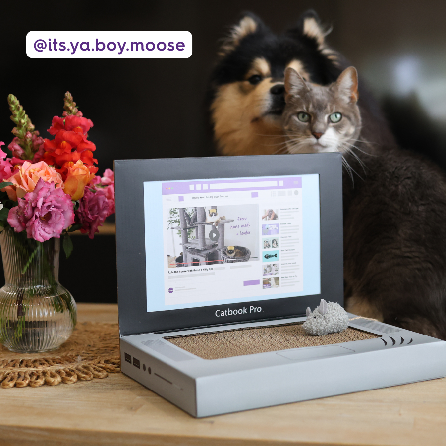 Catbook Pro - Cardboard Cat Laptop