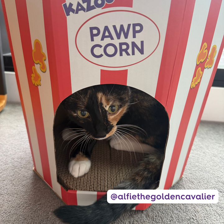 Kitty Popcorn Cardboard House