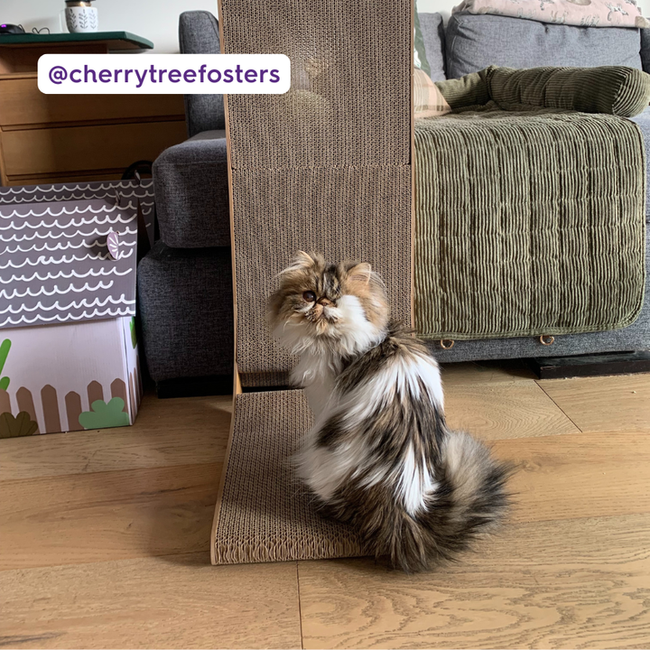 Wall & Ball Vertical Cat Scratch Pad