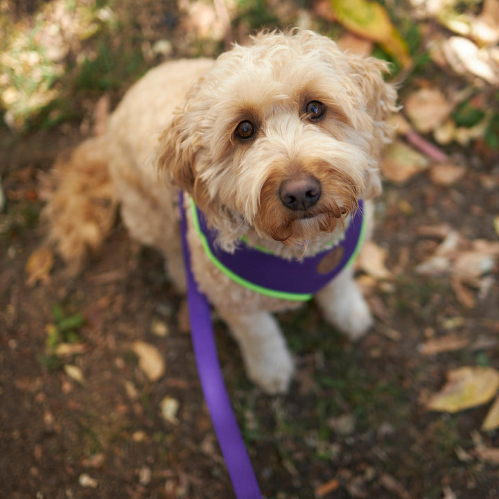 Active Soft Walking Dog Harness - Purple & Lime
