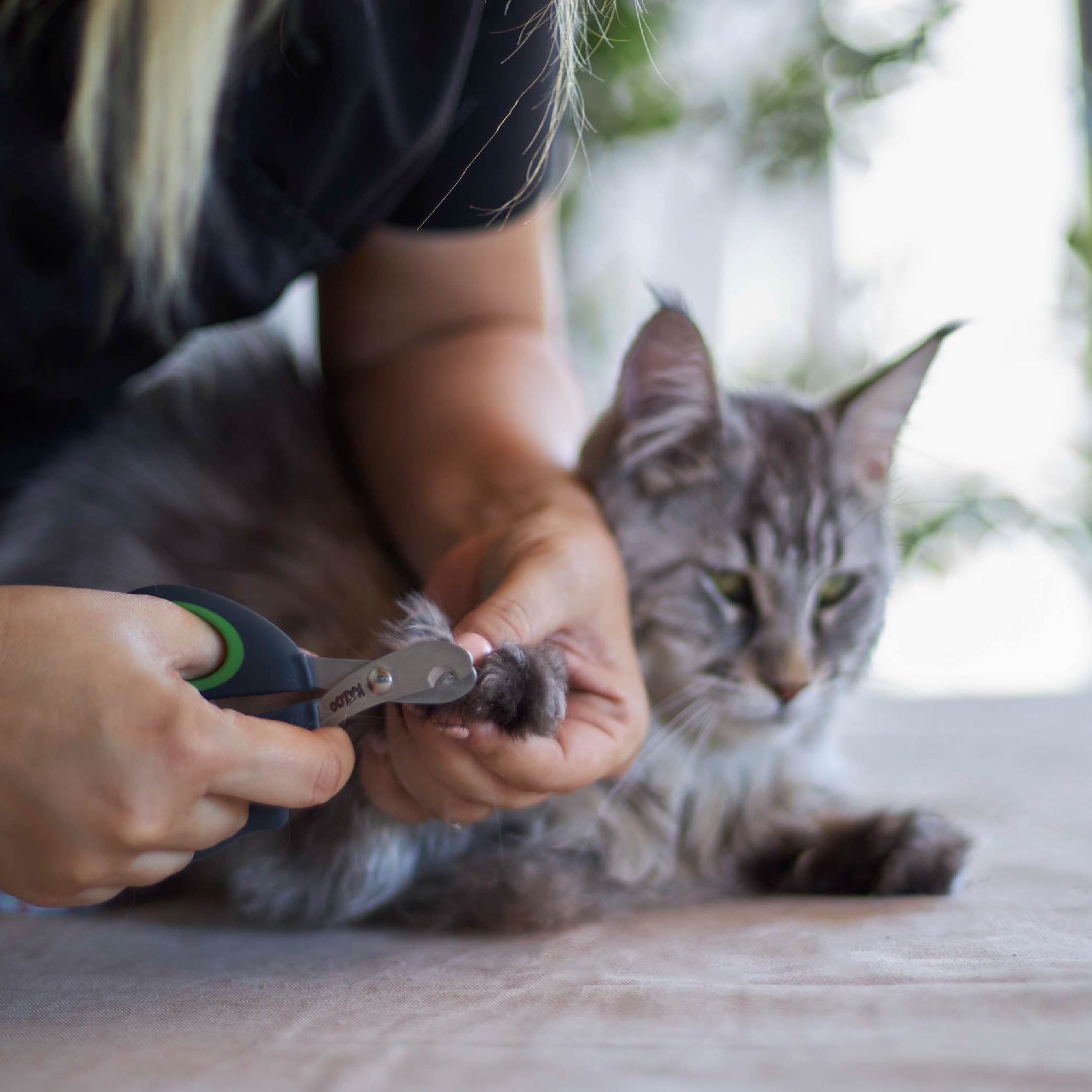 The 10 Best Cat Nail Clippers & Trimmers of 2024 - Your Best Digs