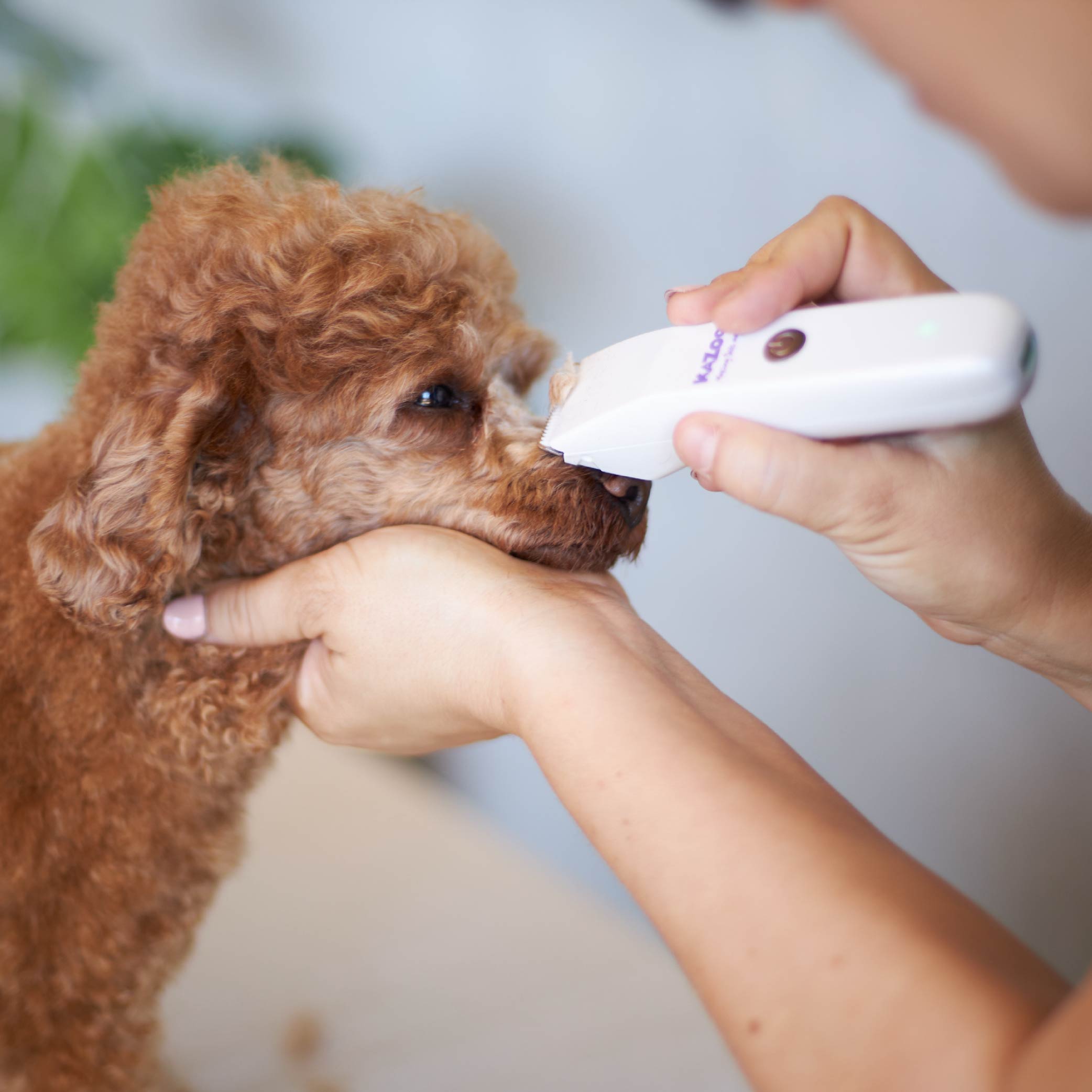 Micro Cordless Face Feet Dog Trimmer Kazoo Pet Co