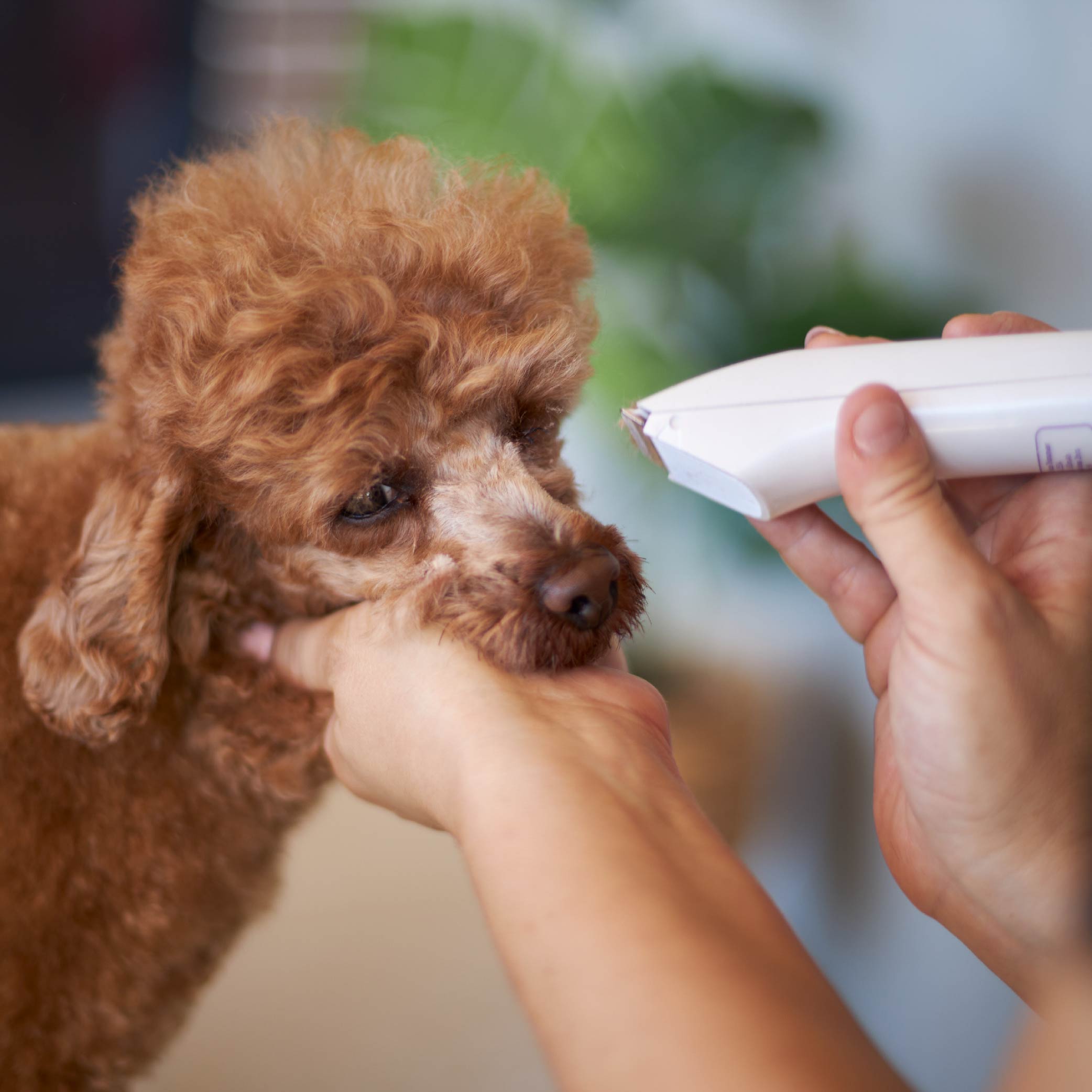 Best clippers sales for poodle feet