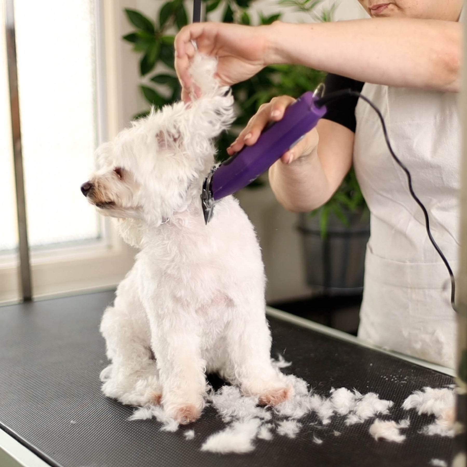 Pro Plus Brushless Dog Clipper Kazoo Pet Co