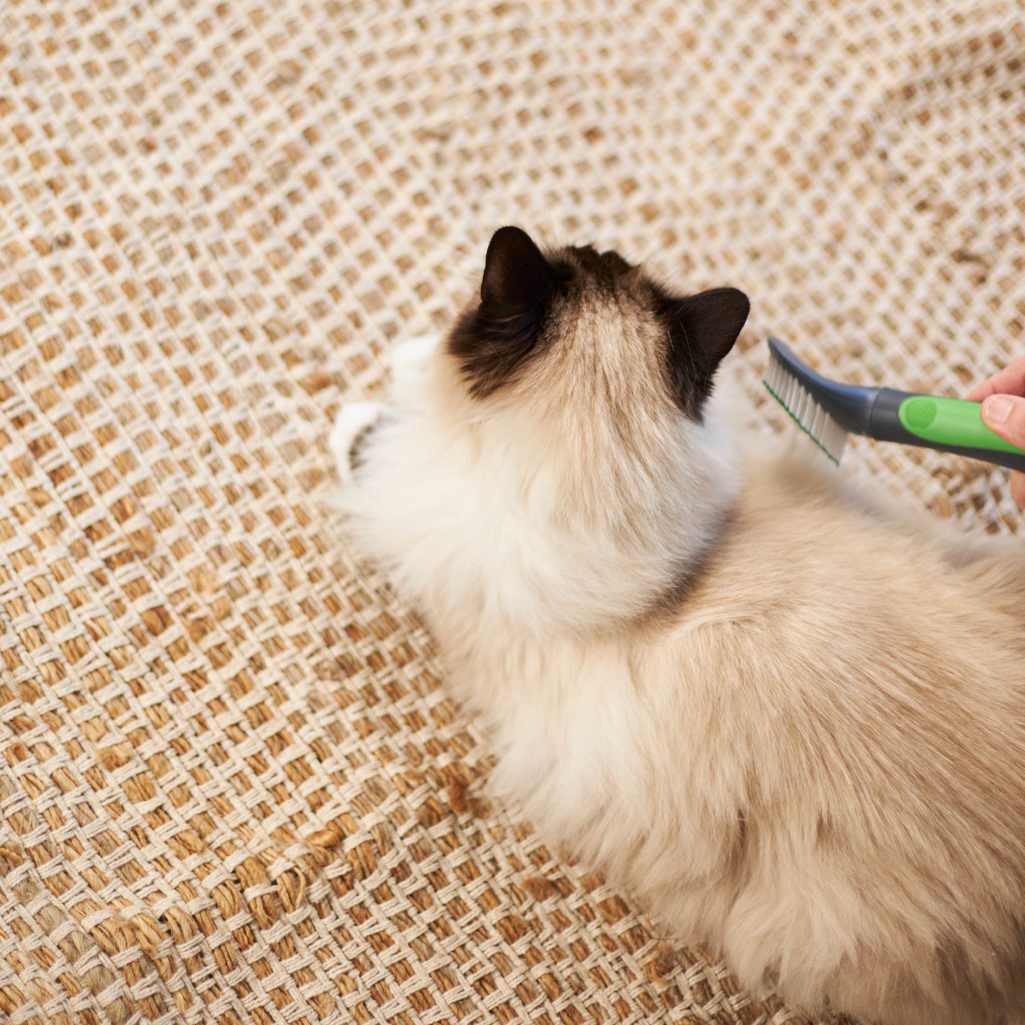 Ragdoll cat brush sales