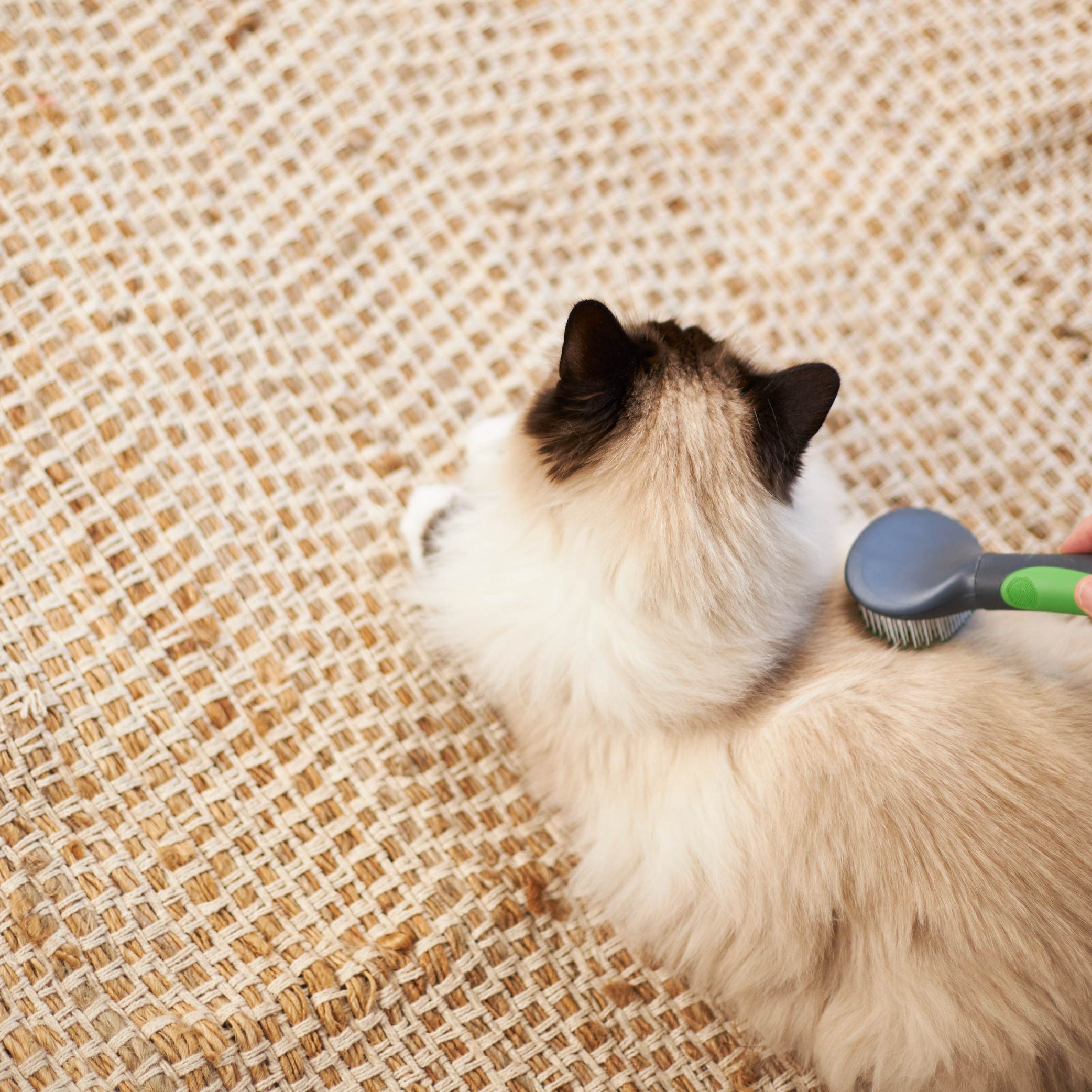 Best comb for shop ragdoll cat