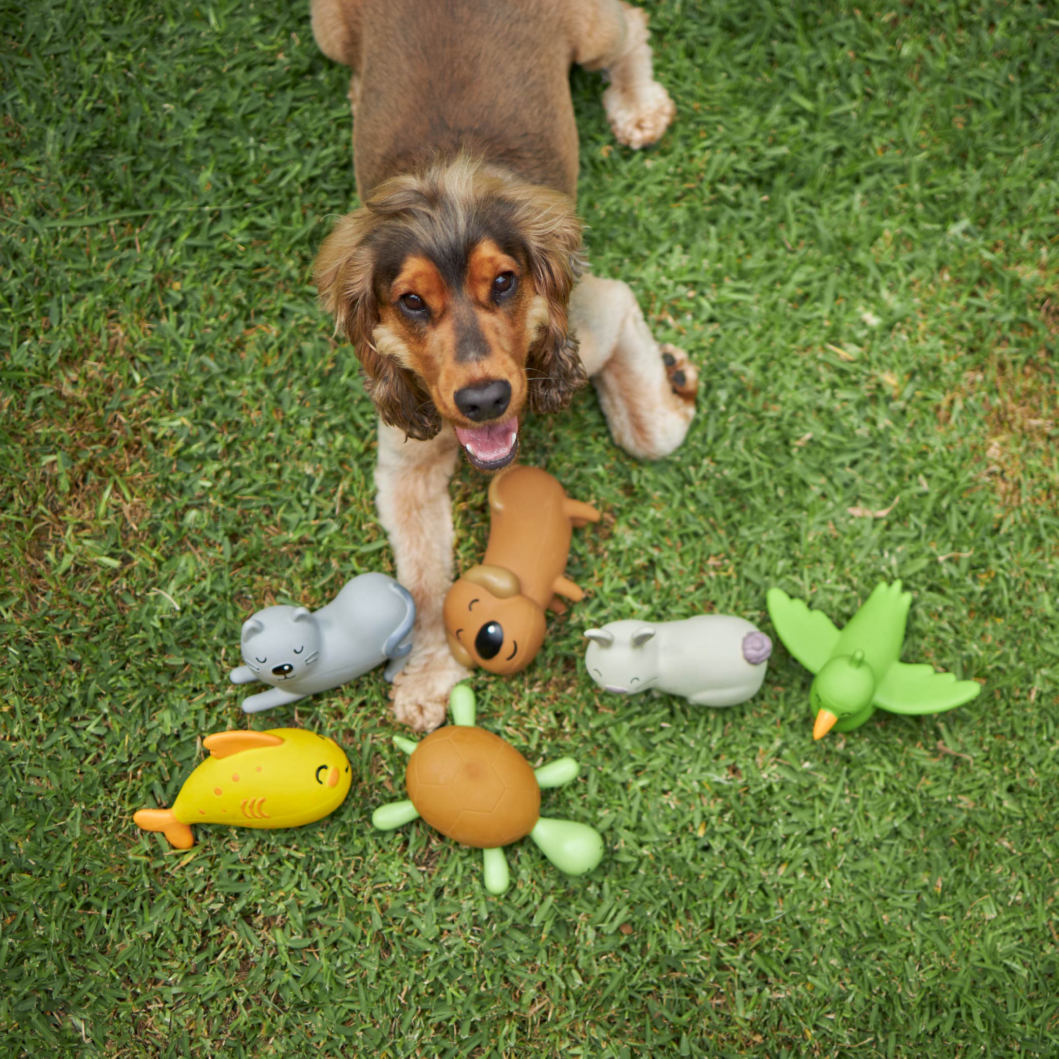 Dog toy hot sale bird
