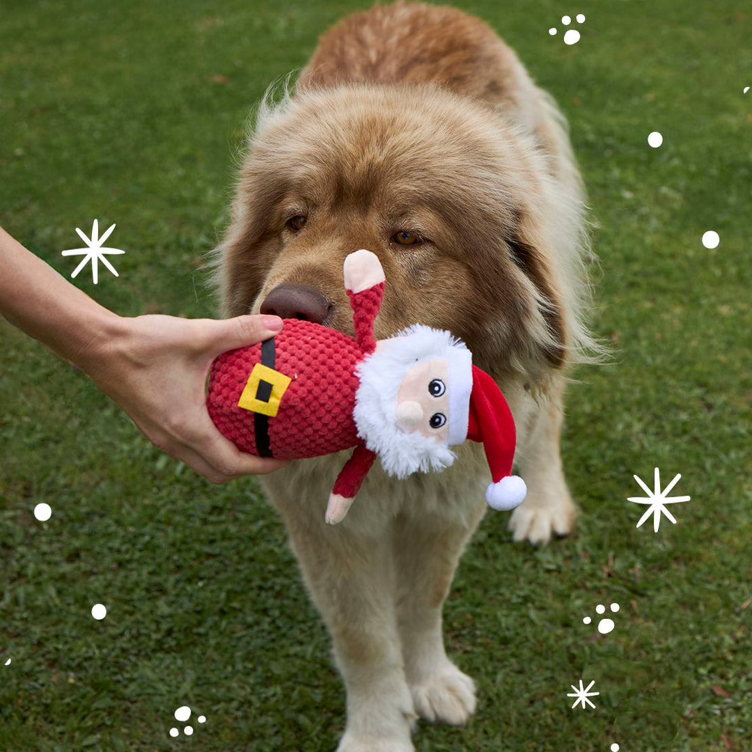 Squeaky Santa Dog Toy