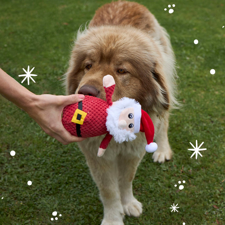 Squeaky Santa Dog Toy