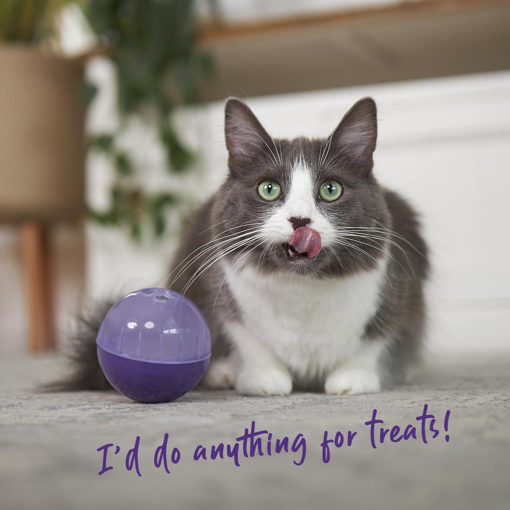 Cat Treat Enrichment Ball