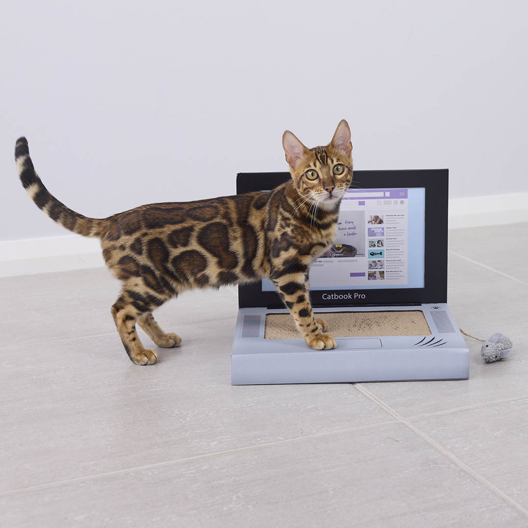 Catbook Pro - Cardboard Cat Laptop