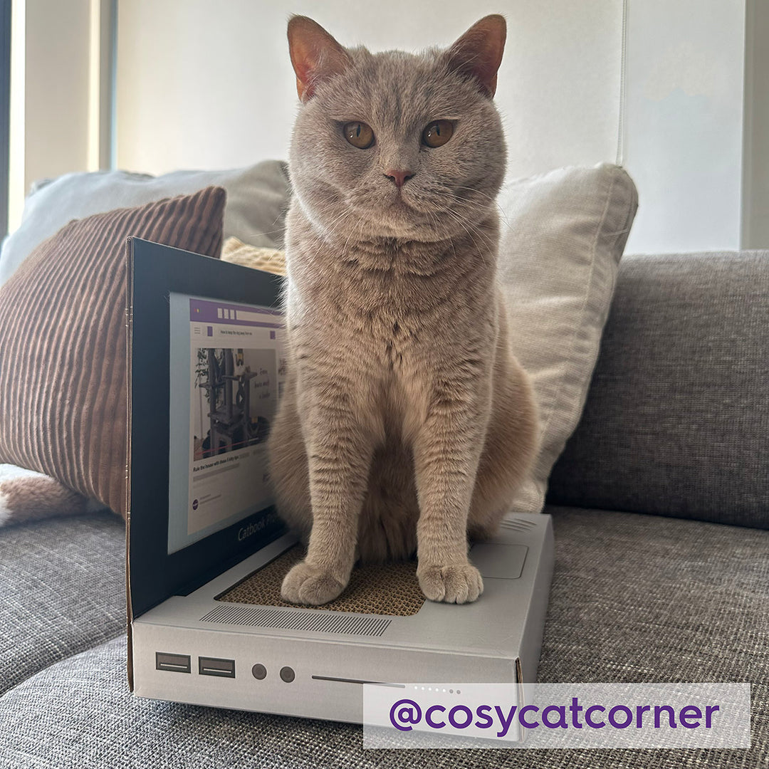 Catbook Pro - Cardboard Cat Laptop