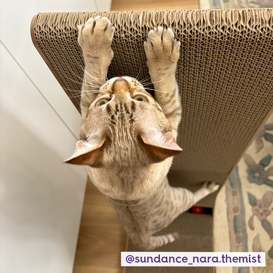 Wall & Ball Vertical Cat Scratch Pad