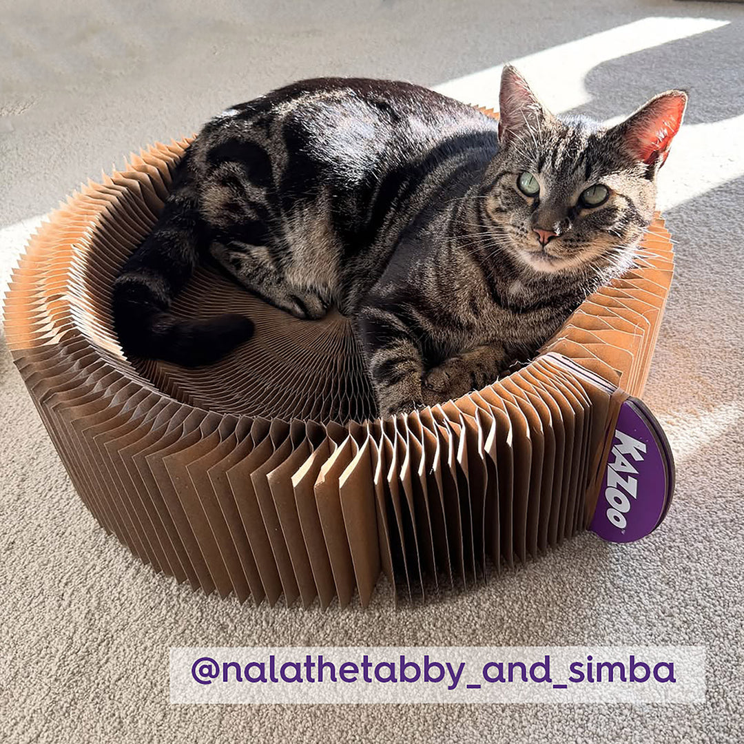 Kitty Accordion Cardboard Bed With Ball