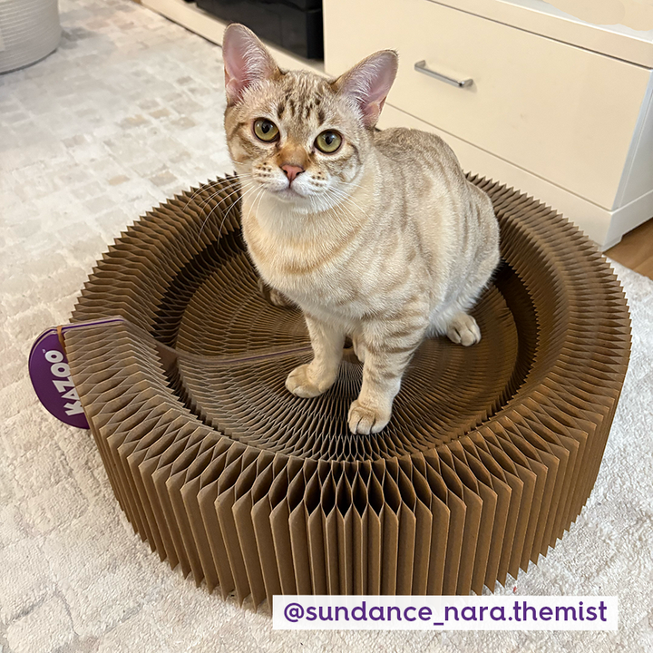 Kitty Accordion Cardboard Bed With Ball