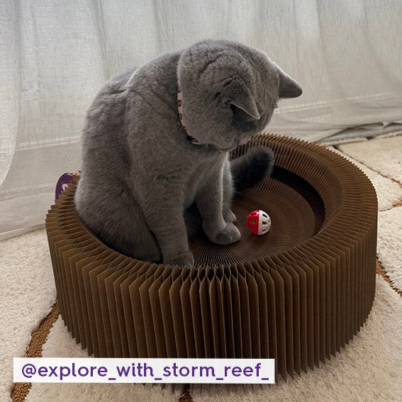 Kitty Accordion Cardboard Bed With Ball
