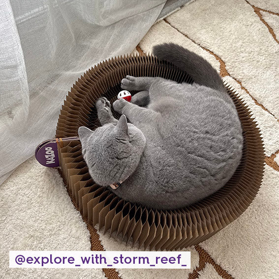 Kitty Accordion Cardboard Bed With Ball