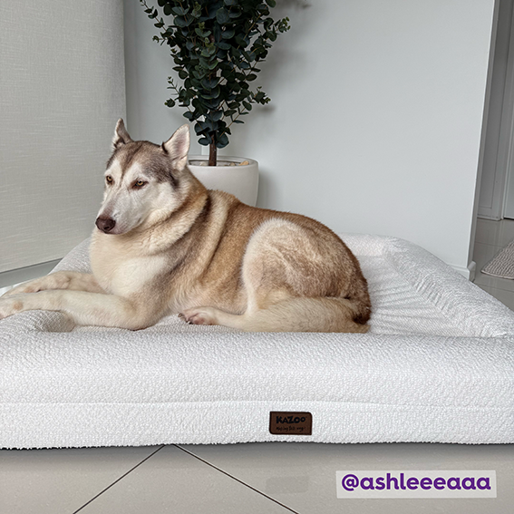 Wombat Dog Bed - Cream Boucle
