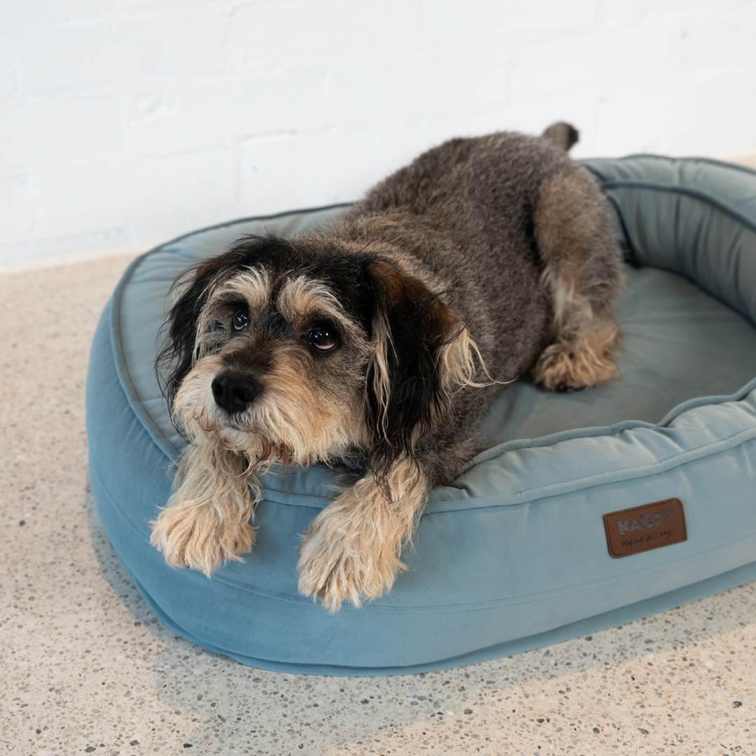 Loop Neck Support Dog Bed - Blue