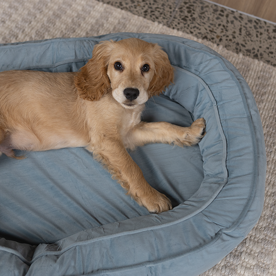 Loop Neck Support Dog Bed - Blue