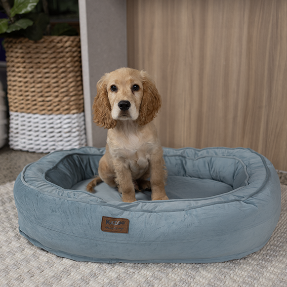 Loop Neck Support Dog Bed - Blue