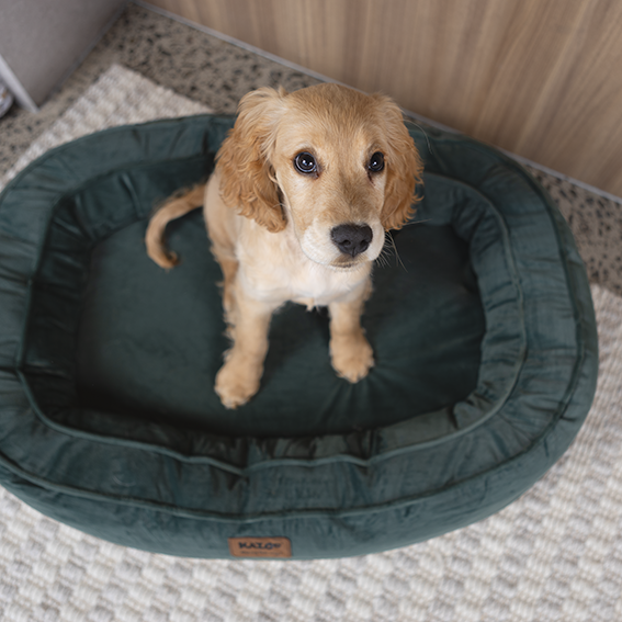 Loop Neck Support Dog Bed - Sage Green