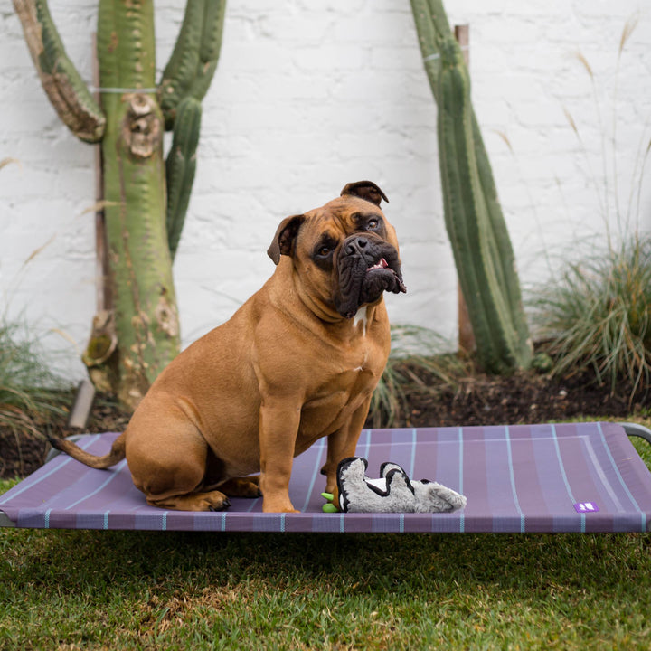 Everyday Outdoor Dog Bed - Plum