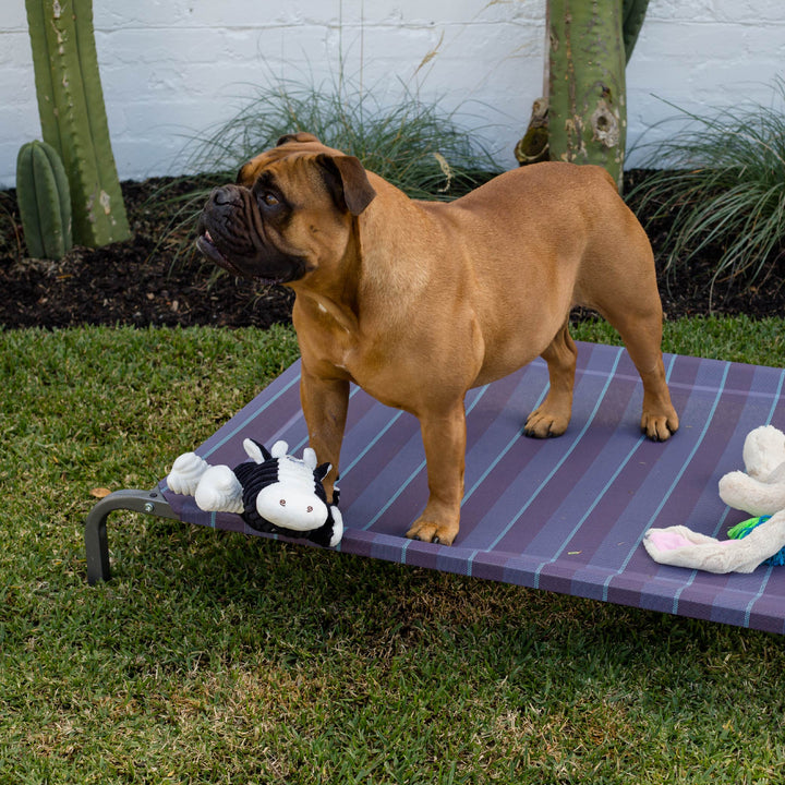 Everyday Outdoor Dog Bed - Plum