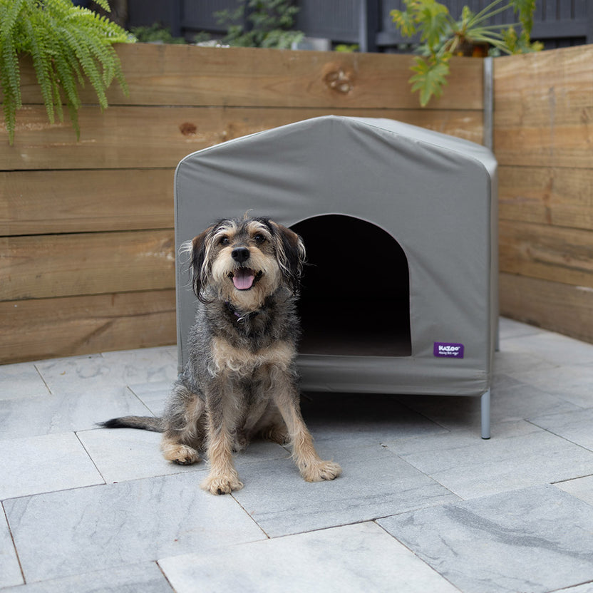 Insectimo Stick Insects – Kazoo Pet Co