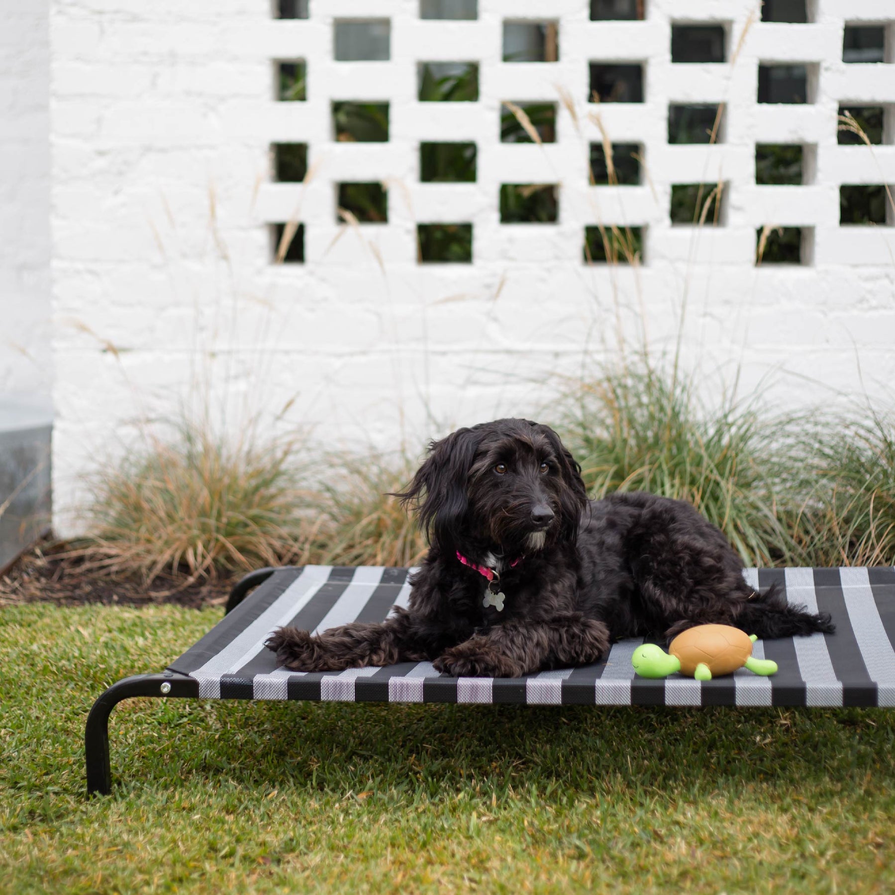 Raised outdoor dog sales bed