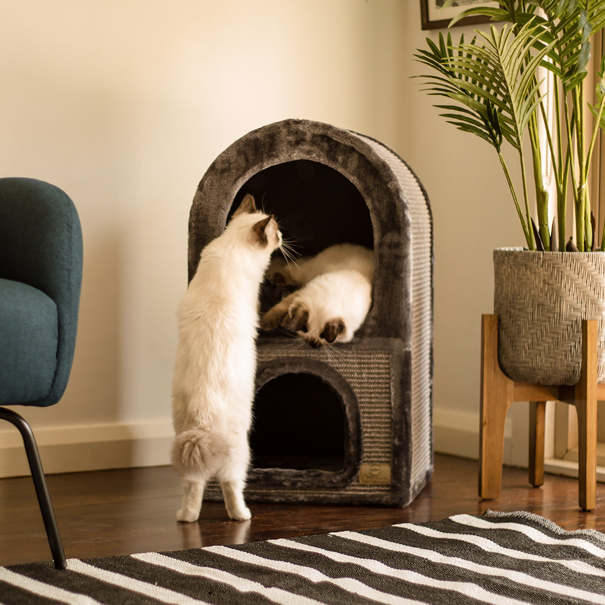 Deben Racks Cat 2 Chambers Cat Den - Charcoal – Kazoo Pet Co