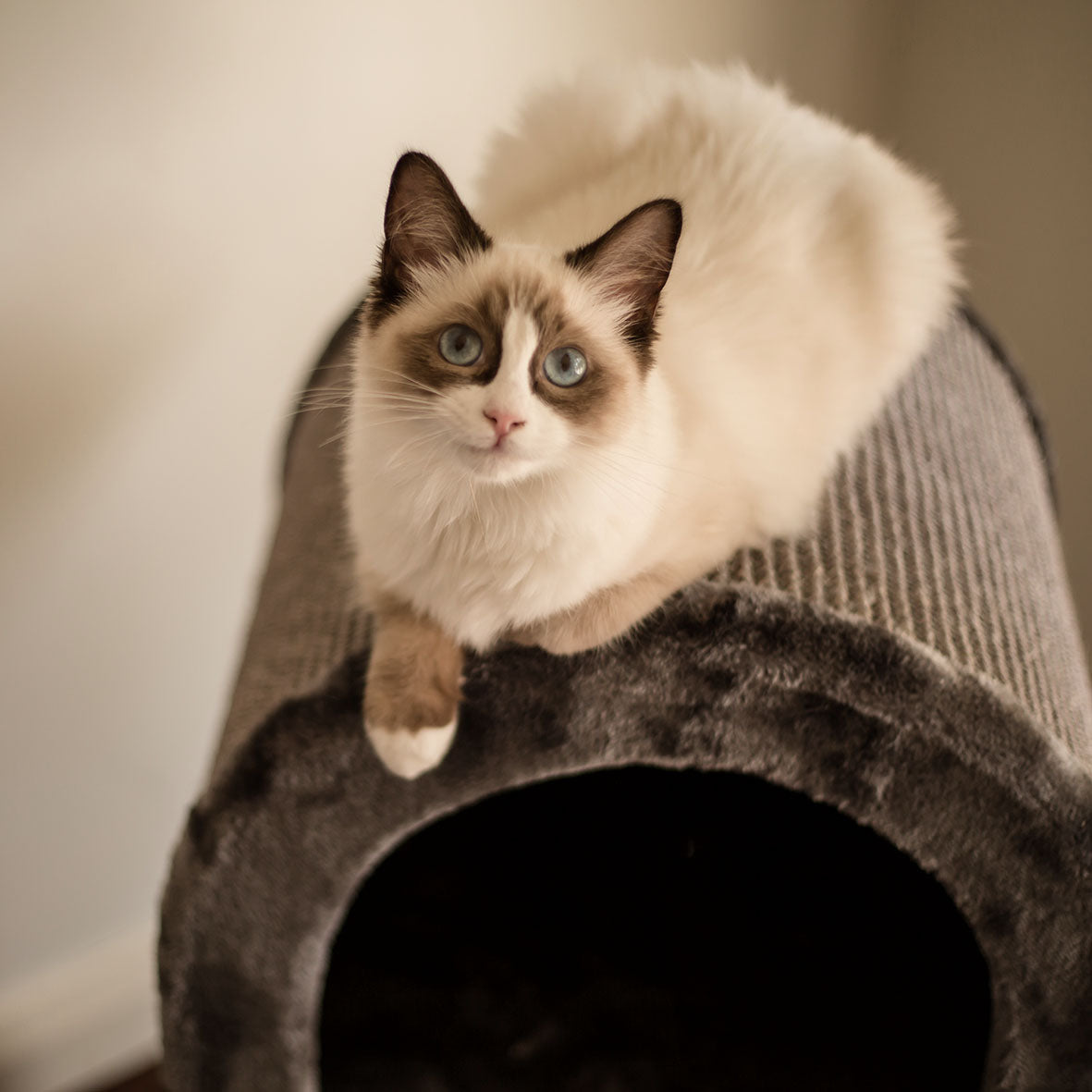 2 Chambers Cat Den - Charcoal – Kazoo Pet Co