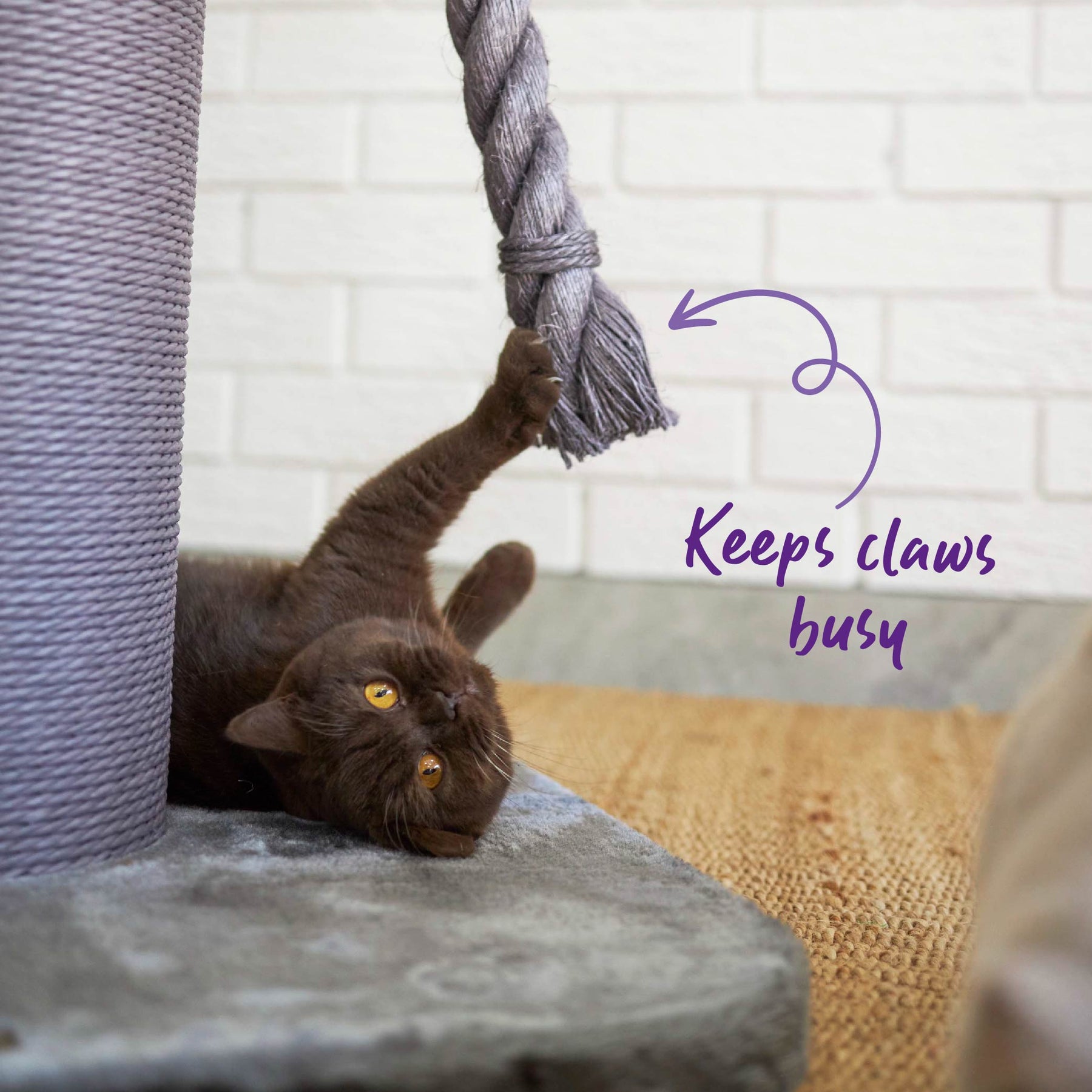 Eco Kitty High Bed Scratch Post Grey Kazoo Pet Co