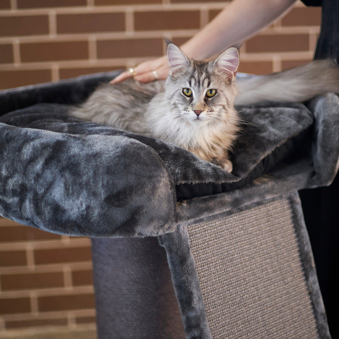 High Bed Cat Scratch Post with Ramp Charcoal – Kazoo Pet Co