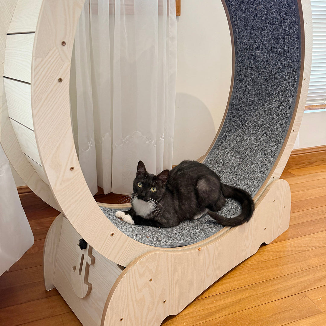 Cat Workout Wheel