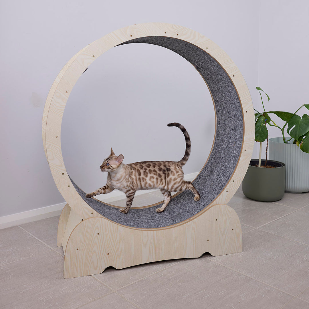 Cat Workout Wheel