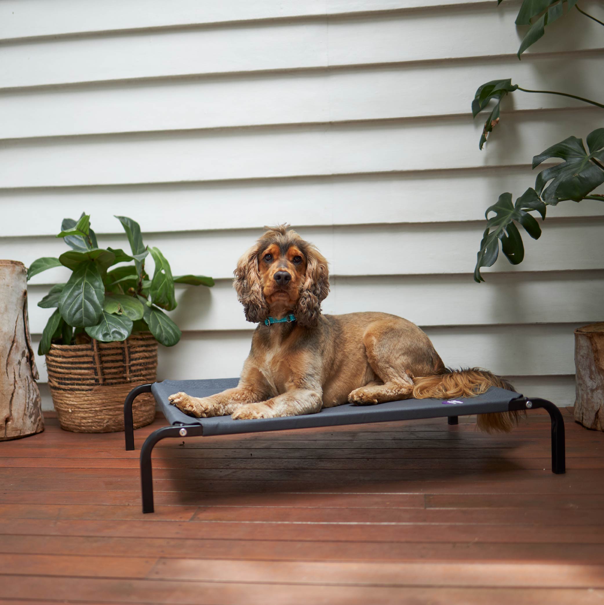 Premium Outdoor Dog Bed Charcoal Kazoo Pet Co