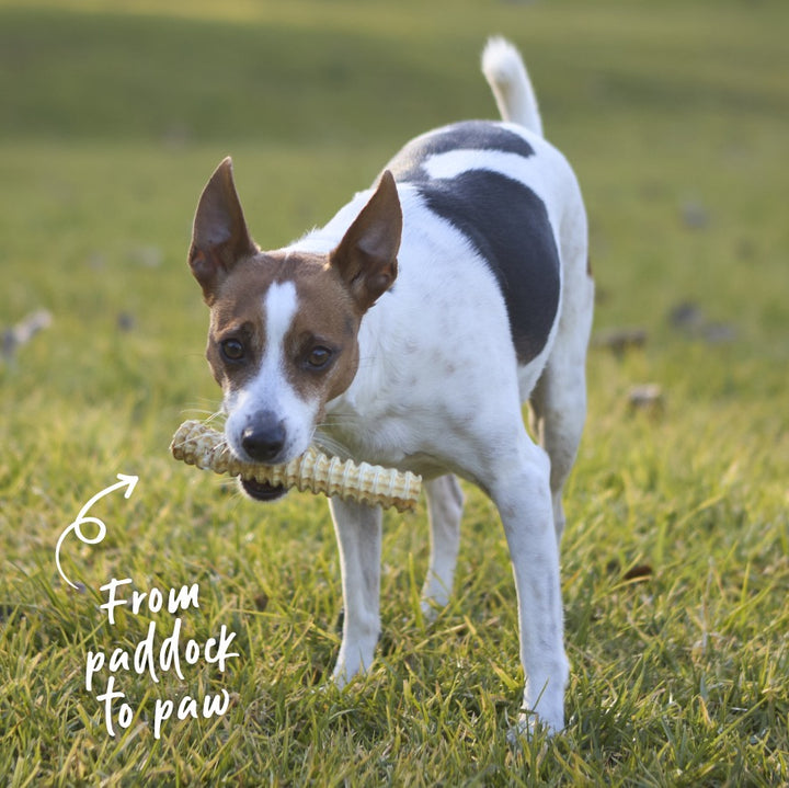 Aussie Shark Cartilage Dog Treats