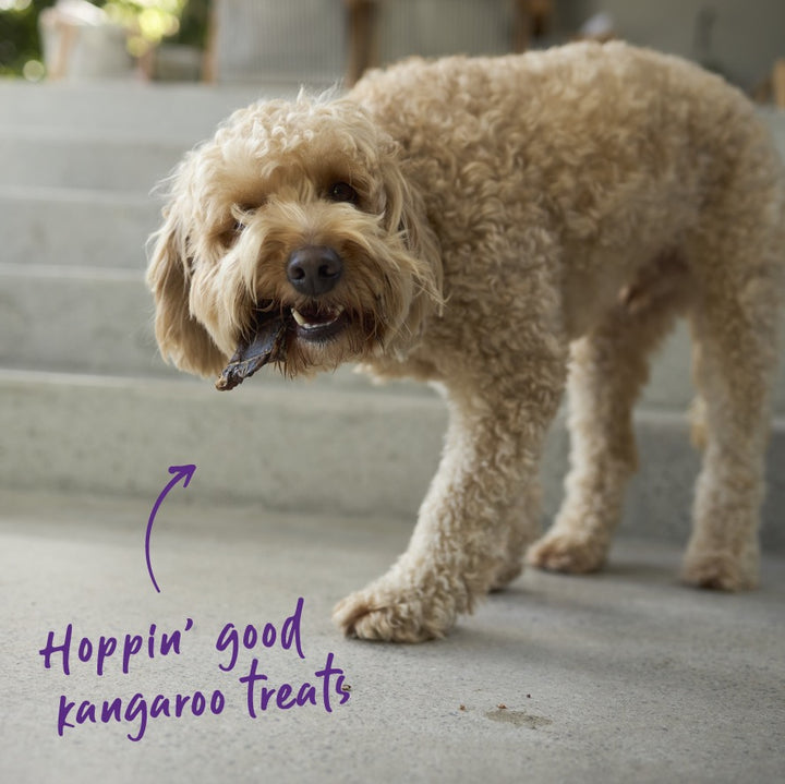 Dog standing on a carpeted floor with text 'Hoppin' good kangaroo treats' in a casual setting.