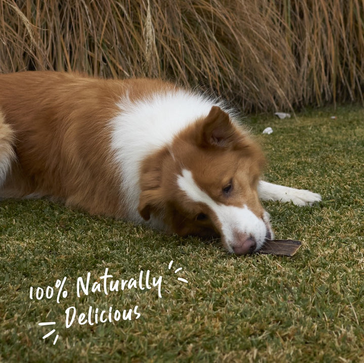 Aussie Kangaroo Steak Strips Dog Treat